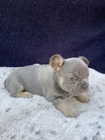 Sasha, a female French Bulldog for sale in Troy, MI – 2 of 6