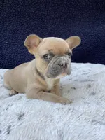 Zoe, a female French Bulldog for sale in Troy, MI – 3 of 5