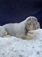 Sasha, a female French Bulldog for sale in Troy, MI – 5 of 6