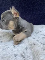 Saber, a male French Bulldog for sale in Troy, MI – 2 of 4