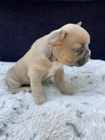 Zoe, a female French Bulldog for sale in Troy, MI – 5 of 5