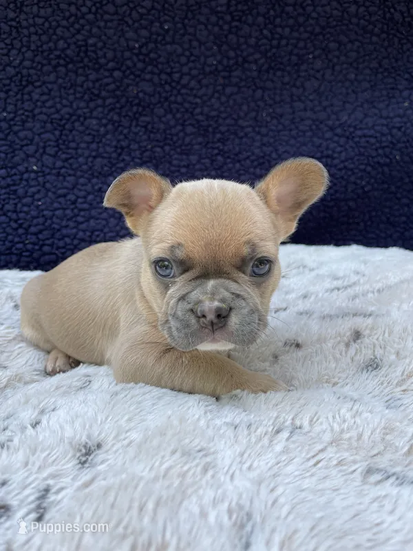 Zoe – French Bulldog puppy for sale in Troy, MI