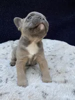 Trunks, a male French Bulldog for sale in Troy, MI – 5 of 5