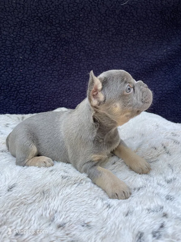 Sasha – French Bulldog puppy for sale in Troy, MI