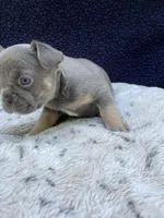 Sasha, a female French Bulldog for sale in Troy, MI – 3 of 6
