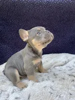 Saber, a male French Bulldog for sale in Troy, MI – 4 of 4