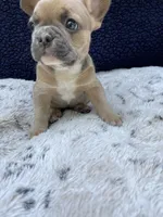 Zoe, a female French Bulldog for sale in Troy, MI – 4 of 5