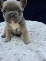 Trunks, a male French Bulldog for sale in Troy, MI – 1 of 5