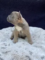 Trunks, a male French Bulldog for sale in Troy, MI – 2 of 5