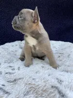 Trunks, a male French Bulldog for sale in Troy, MI – 3 of 5