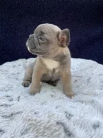 Trunks, a male French Bulldog for sale in Troy, MI – 4 of 5