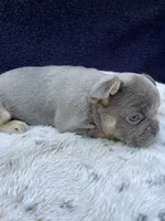 Sasha, a female French Bulldog for sale in Troy, MI – 6 of 6