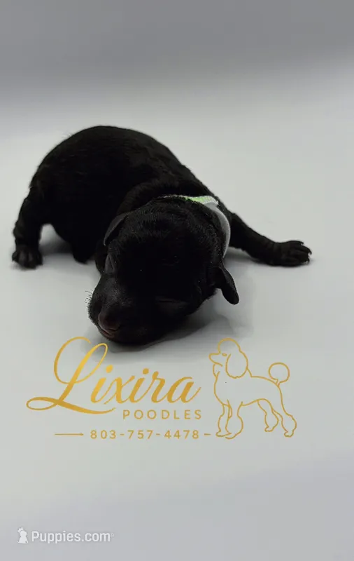 Orion – Poodle - Toy  puppy for sale in Sumter, SC