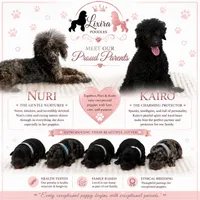 Nebula, a female Poodle - Toy  for sale in Sumter, SC – 2 of 2