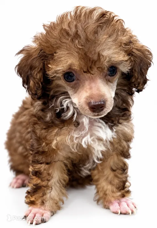 Essence – Poodle - Toy  puppy for sale in Sumter, SC