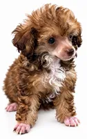 Essence, a female Poodle - Toy  for sale in Sumter, SC – 5 of 6