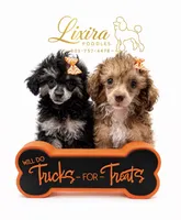 Essence, a female Poodle - Toy  for sale in Sumter, SC – 2 of 6