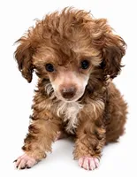 Essence, a female Poodle - Toy  for sale in Sumter, SC – 3 of 6