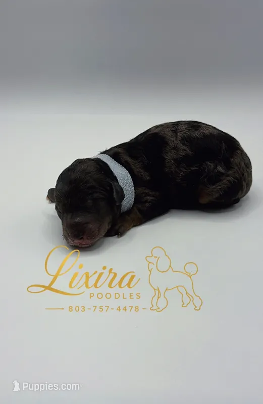 Nebula – Poodle - Toy  puppy for sale in Sumter, SC