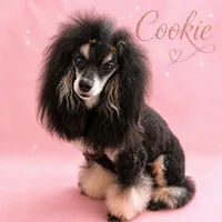 Essence, a female Poodle - Toy  for sale in Sumter, SC – 4 of 6