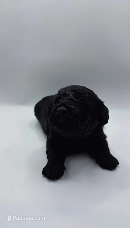 Mila – Poodle - Toy  puppy for sale in Sumter, SC