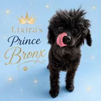 Essence, a female Poodle - Toy  for sale in Sumter, SC – 6 of 6