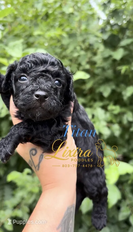 Titan – Poodle - Toy  puppy for sale in Sumter, SC