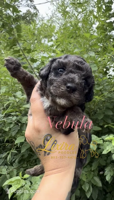Nebula – Poodle - Toy  puppy for sale in Sumter, SC