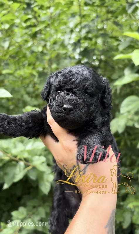 Mila – Poodle - Toy  puppy for sale in Sumter, SC