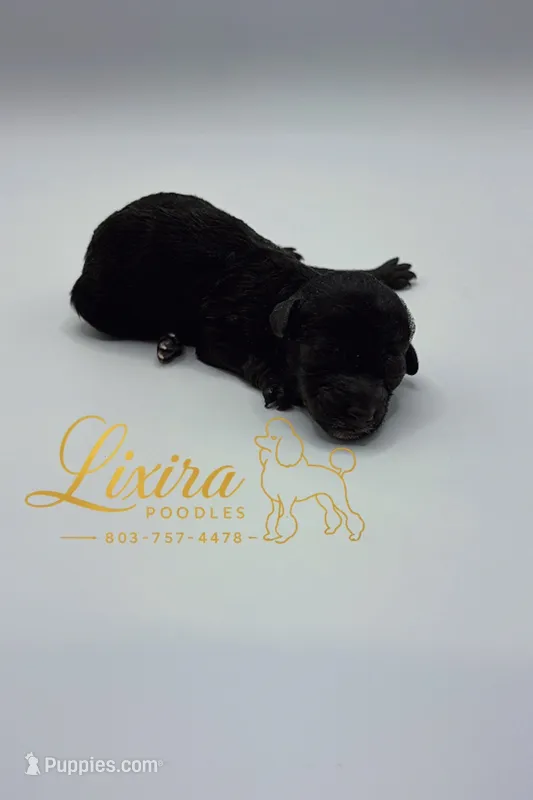 Luna – Poodle - Toy  puppy for sale in Sumter, SC