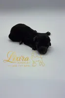 Luna, a female Poodle - Toy  for sale in Sumter, SC – 1 of 2
