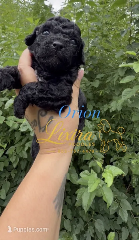 Orion – Poodle - Toy  puppy for sale in Sumter, SC