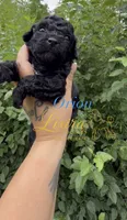 Orion, a male Poodle - Toy  for sale in Sumter, SC – 1 of 1