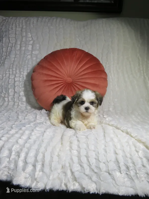 Male Shorkie Puppy – Shorkie puppy for sale in Cookeville, TN