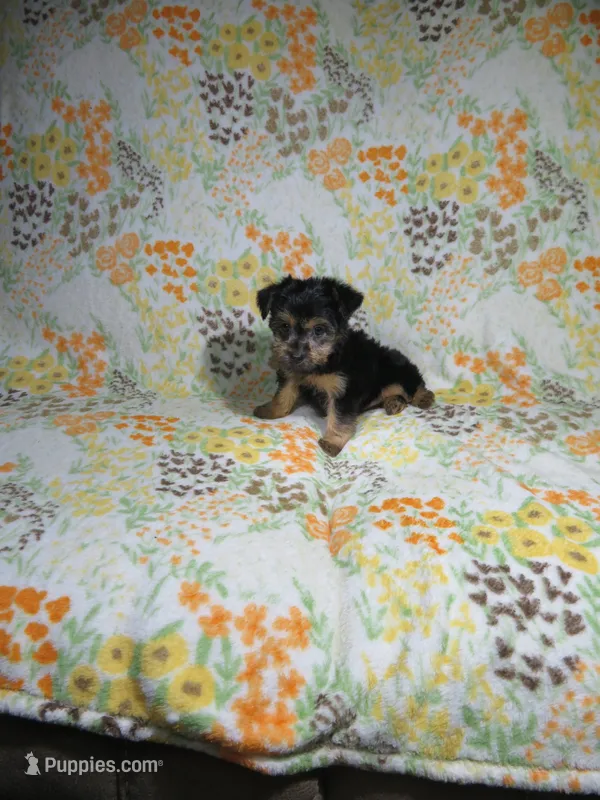 Female Yorkie Puppy – Yorkshire Terrier puppy for sale in Cookeville, TN