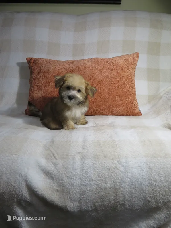 Male Morkie Puppy – Morkie puppy for sale in Cookeville, TN