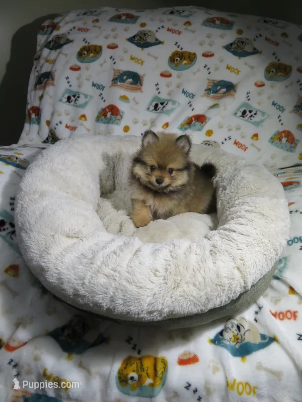 Pomeranian Puppy – Pomeranian puppy for sale in Cookeville, TN