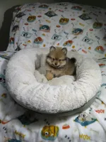 Pomeranian Puppy, a male Pomeranian for sale in Cookeville, TN – 1 of 1