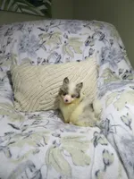 Puppy , a male Pomeranian for sale in Cookeville, TN – Photo 3 of 3