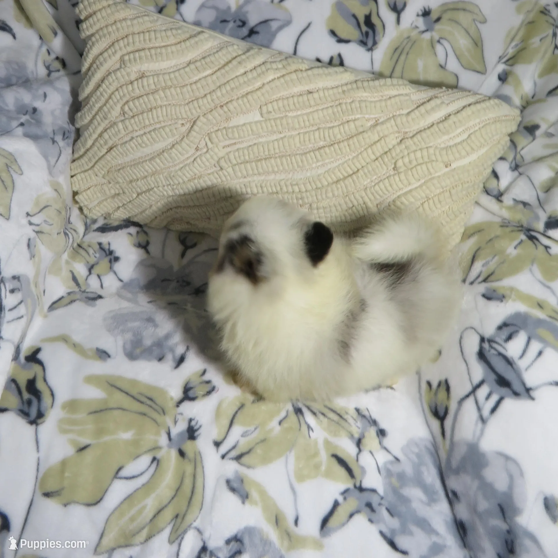 Puppy , a male Pomeranian for sale in Cookeville, TN – Photo 2 of 3