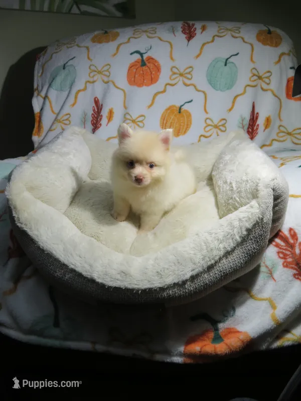 Pomeranian Puppy – Pomeranian puppy for sale in Cookeville, TN