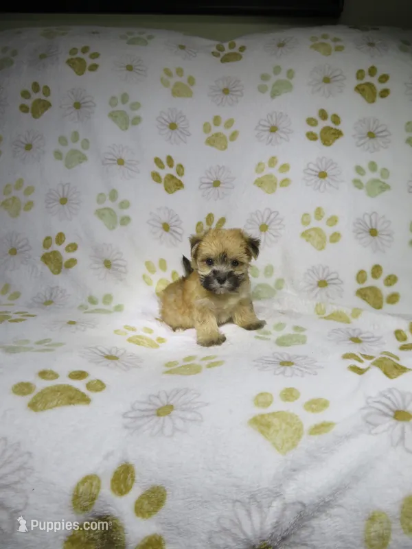Morkie Puppy – Morkie puppy for sale in Cookeville, TN