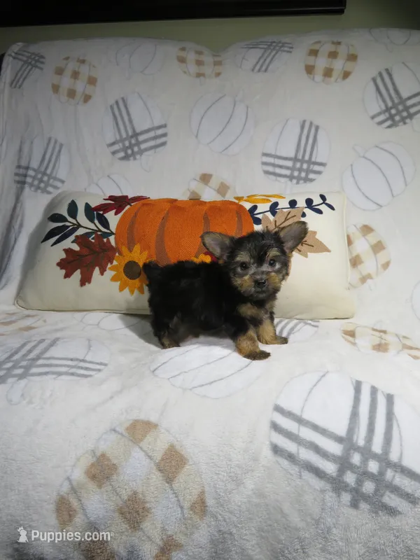 Yorkie – Yorkshire Terrier puppy for sale in Cookeville, TN