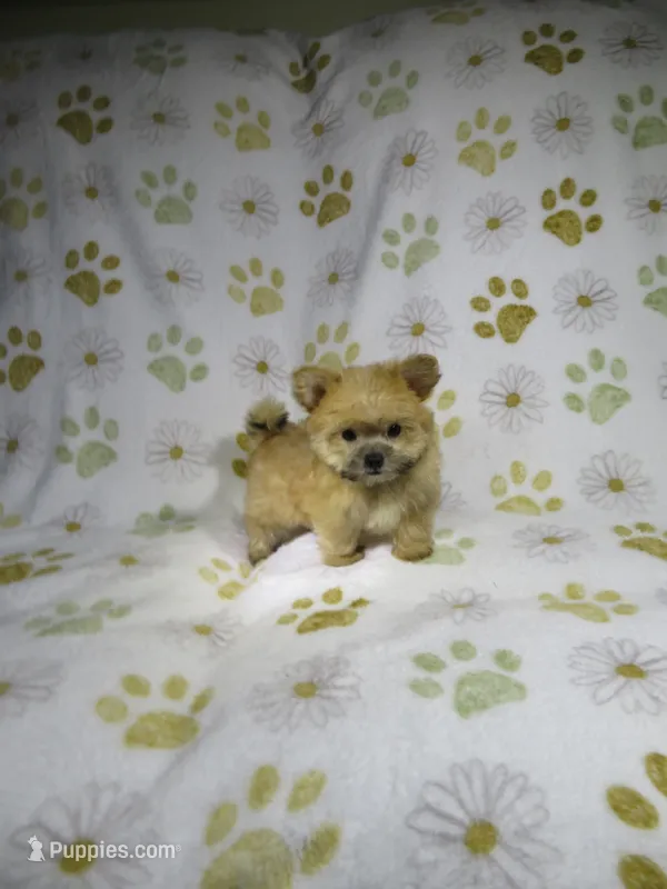 Morkie Puppy – Morkie puppy for sale in Cookeville, TN