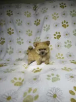 Morkie Puppy, a female Morkie for sale in Cookeville, TN – 1 of 1