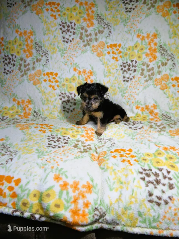 Female Yorkie Puppy – Yorkshire Terrier puppy for sale in Cookeville, TN