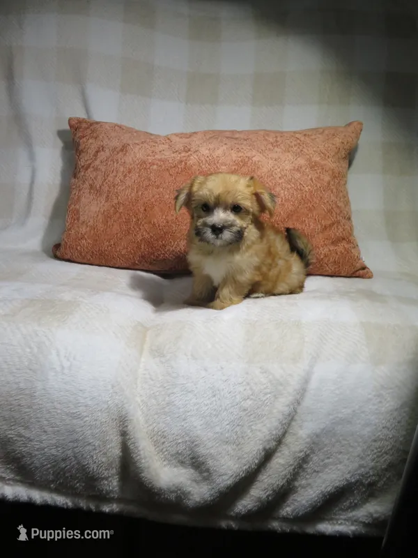 Female Morkie Puppy – Morkie puppy for sale in Cookeville, TN