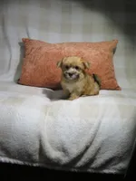 Female Morkie Puppy, a female Morkie for sale in Cookeville, TN – 1 of 1