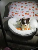 Pomeranian Puppy, a male Pomeranian for sale in Cookeville, TN – 1 of 1
