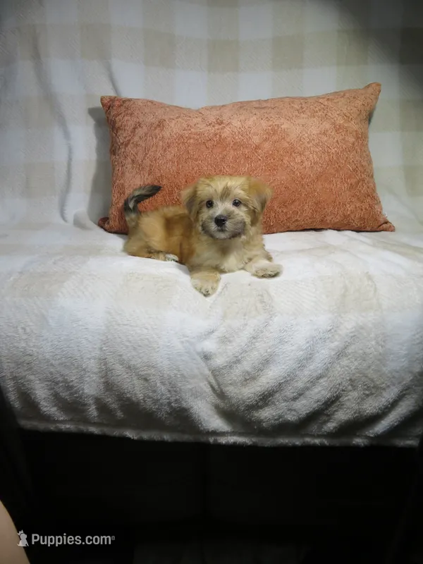 Male Morkie Puppy – Yorkshire Terrier puppy for sale in Cookeville, TN